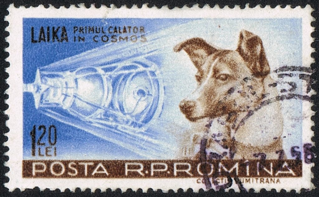 Laika la perrita que conoció las estrellas Amonite