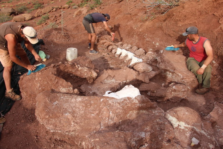 Huesos En La Patagonia ¿cómo Es Descubrir Los Dinosaurios Más Grandes Del Mundo Amonite 8275